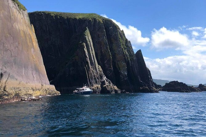 1 hour Dingle Bay Cliff Tour - Where You Meet: Dingle Dolphin Boat Tours at the Pier