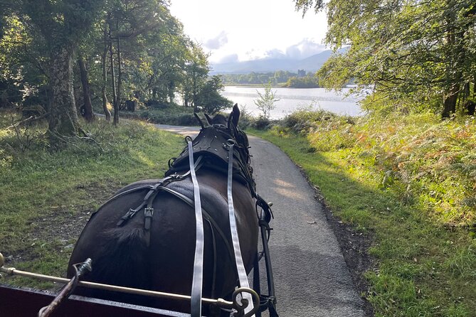1 Hour Guided Carriage Tour in Killarney National Park - Price and value: is $48.06 worth it?