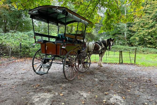 1 Hour Guided Carriage Tour in Killarney National Park - Lakes of Killarney: what you actually see on the route