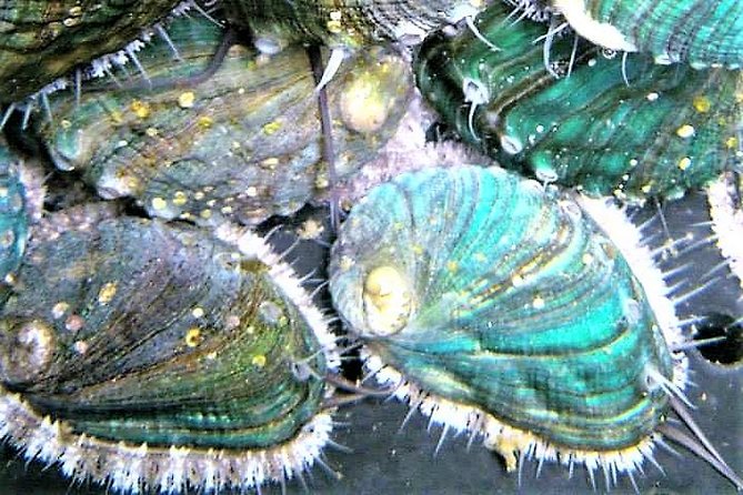 Abalone farm tour and tasting with coastal seaweed walk. Guided. 2 hours - Seaweed, Sea Air, and Abalone in Connemara