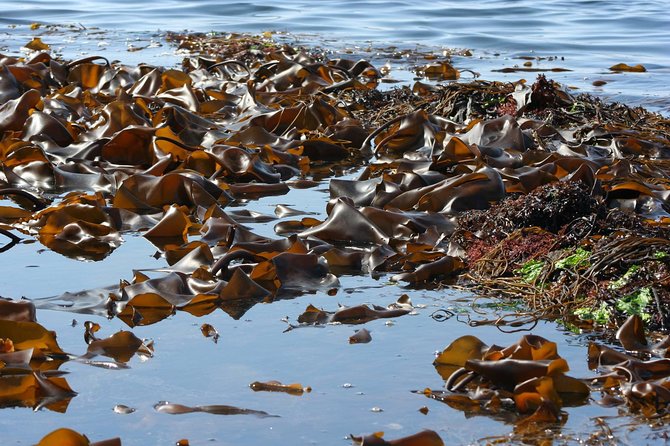 Abalone farm tour and tasting with coastal seaweed walk. Guided. 2 hours - The abalone farm tour: tanks, sustainability, and hands-on moments