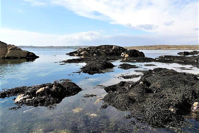 Abalone farm tour and tasting with coastal seaweed walk. Guided. 2 hours - The food portion: a seaweed-forward tasting you can understand