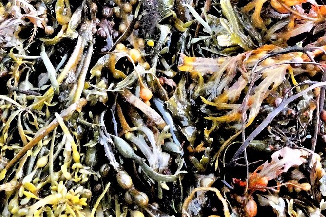 Abalone farm tour and tasting with coastal seaweed walk. Guided. 2 hours - What the tour is really teaching you (beyond the meal)
