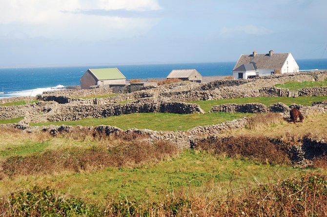 Aran Island, Cliffs of Moher & Cruise tour from Galway. Guided. - Who This Tour Fits Best (and Who Might Prefer Another Option)