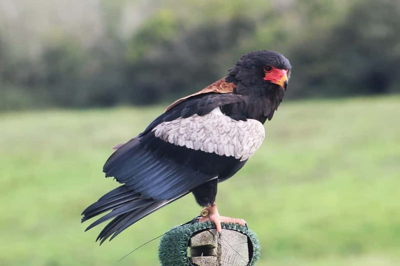 Ballyvaughan: Aillwee Burren Experience Entry Ticket - Birds of Prey Centre: free flight displays that teach conservation