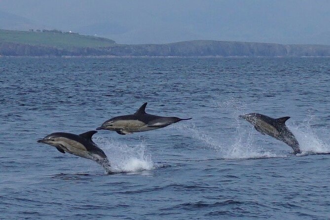 Blasket Island Eco Tour. - Great Blasket and Beginis: watching grey seals the smart way
