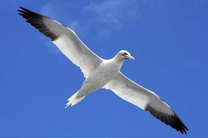 Blasket Island Eco Tour. - How long is long enough? Timing, group size, and the feel on board