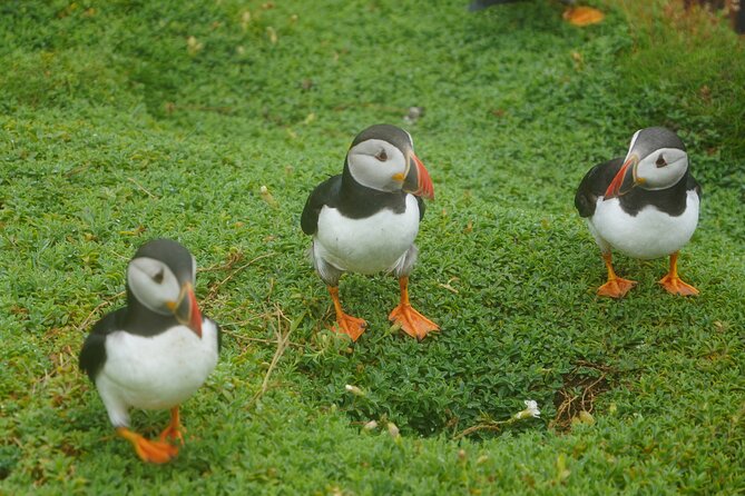 Blasket Island Sea Life Rib Tour, - Meet the Skippers: Why David and Nathan Matter