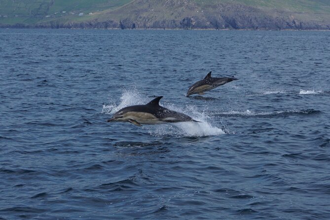 Boat Tour of Dingle Peninsula - Where the Dingle Peninsula Boat Tour Starts at Dingle Marina