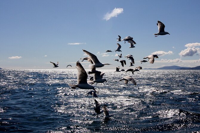 Boat Tour of Dingle Peninsula - The Guide and the Narration: Stories You’ll Actually Remember