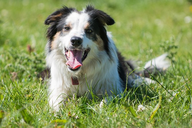Caherconnell Fort & Sheepdog Demonstrations - Key highlights to know before you go