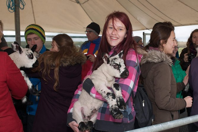 Caherconnell Fort & Sheepdog Demonstrations - Where Caherconnell Is, and How the Time Slot Matters
