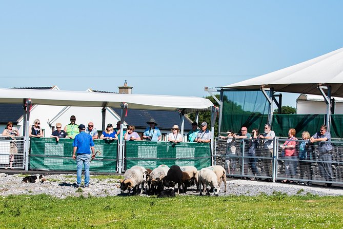 Caherconnell Fort & Sheepdog Demonstrations - Family-Friendly Appeal Without Losing the Adults