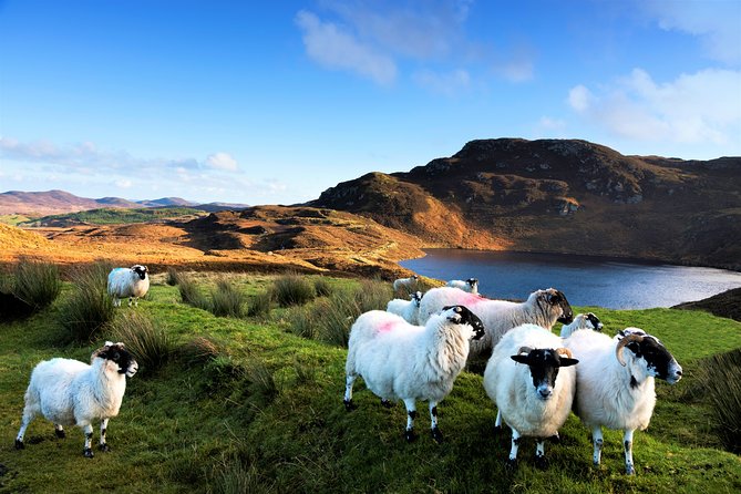 Castles of Connemara tour departing Galway. Private guided. - What you can expect from the guide in a castle day