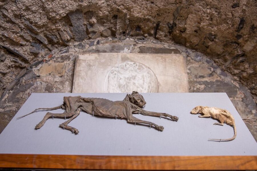 Christ Church Cathedral Entrance Ticket & Self-Guided Tour - Following the medieval pilgrims: how to pace yourself through relics and relic stories