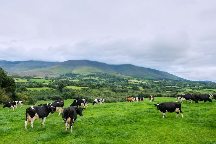 Cliffs of Moher and Blarney 2-Day Tour from Dublin - Rock of Cashel: medieval power on a hill you can feel in your legs