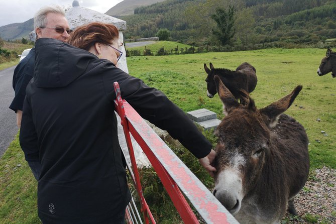 Cliffs of Moher & Galway Bay private tour or Galway city day trip - Quick hits before you go