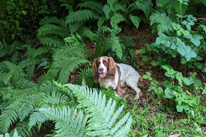 Coastal Foraging and Folklore Tour - Price and value: is $60.01 per person worth it?