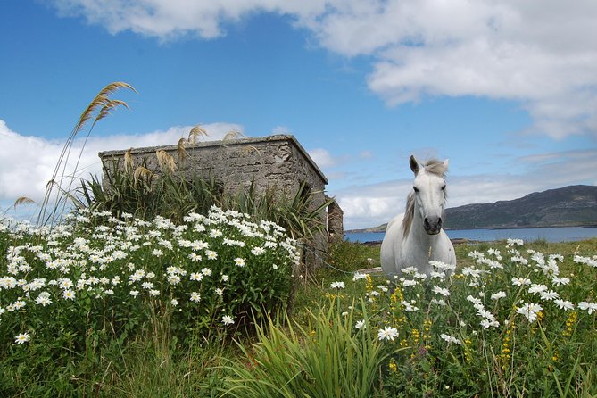 Connemara & Connemara National Park day tour from Galway. Guided. - From Merchants Road to the Wild Atlantic, in One Managed Day