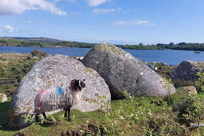 Connemara Sheep Farm experience & Kylemore Abbey by Lux Limousine - Carraroe and Spiddal: Gaelic-speaking coast time on the way back