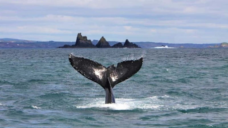 Cork: Fastnet Rock Lighthouse and Cape Clear Island Tour - Gaeltacht Life on Cape Clear Island (Where History Feels Current)