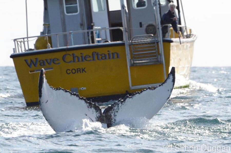 County Cork: Whale & Dolphin Watching Boat Trip - Why Baltimore Harbour is a strong base for Wild Atlantic Way wildlife