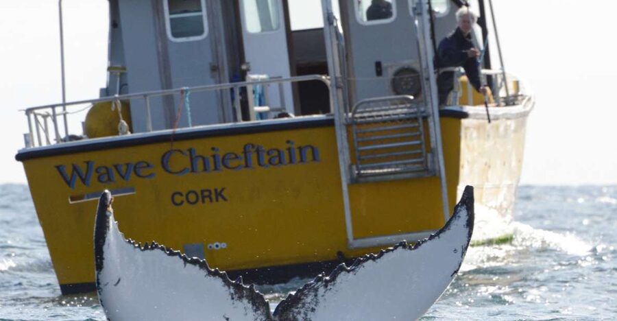 County Cork: Whale & Dolphin Watching Boat Trip - 3 to 4 hours at sea: what the ride feels like moment by moment