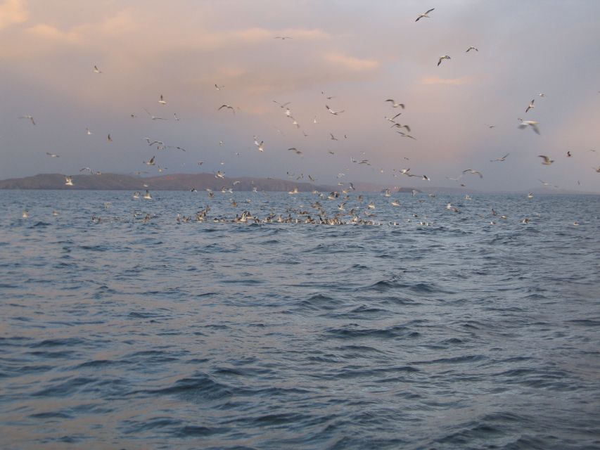 County Cork: Whale & Dolphin Watching Boat Trip - The seasonal surprises: basking sharks and mola mola sunfish