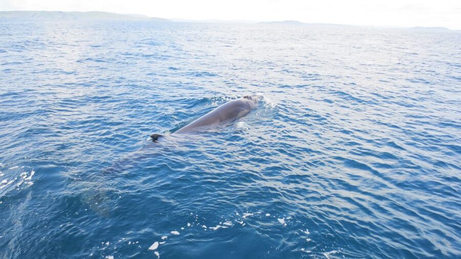 County Cork: Whale & Dolphin Watching Boat Trip - The skipper matters: how Captain Gerry raises your odds