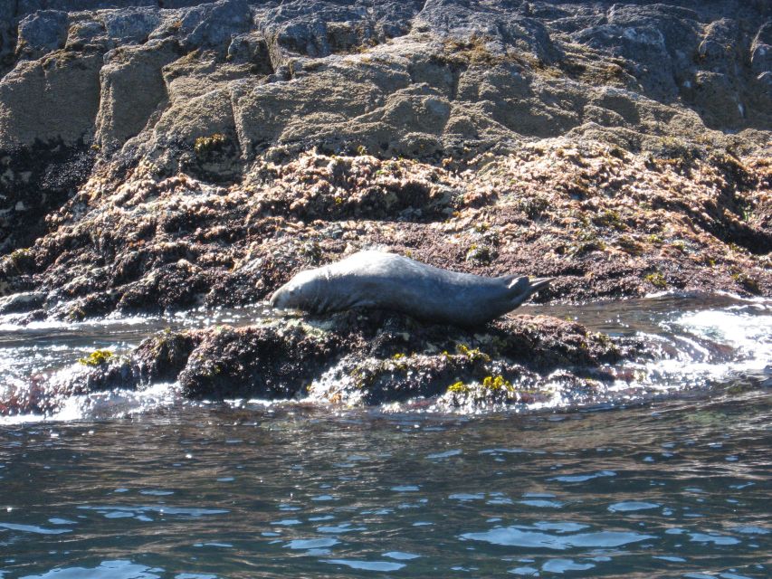 County Cork: Whale & Dolphin Watching Boat Trip - Views while you search: rugged coastline from offshore