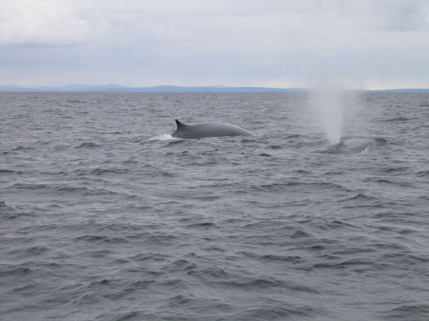 County Cork: Whale & Dolphin Watching Boat Trip - Price and value: does $51 feel fair?