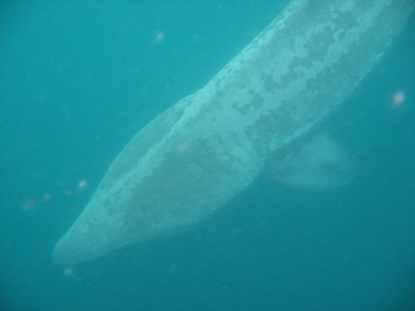 County Cork: Whale & Dolphin Watching Boat Trip - Finding the North Pier and getting settled on Wave Chieftain