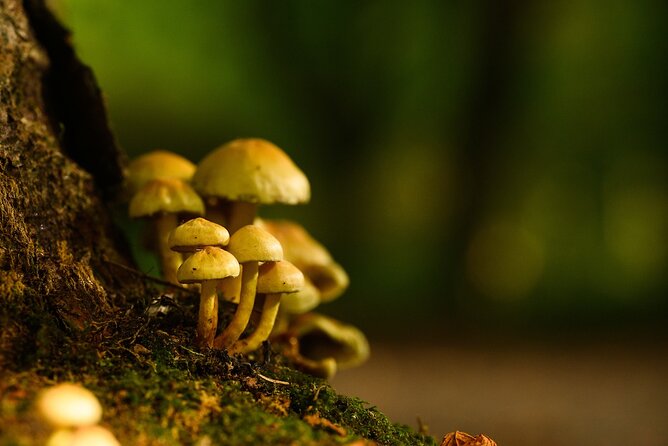 Courtown Woodland Guided Tour - The folklore and bushskills moments that keep it from feeling like a lecture