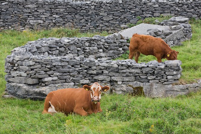 Cycling on Inisheer Island, Aran Islands. Self Guided. Full Day. - Galway Bay Views and the “You Can See It” Coast Advantage