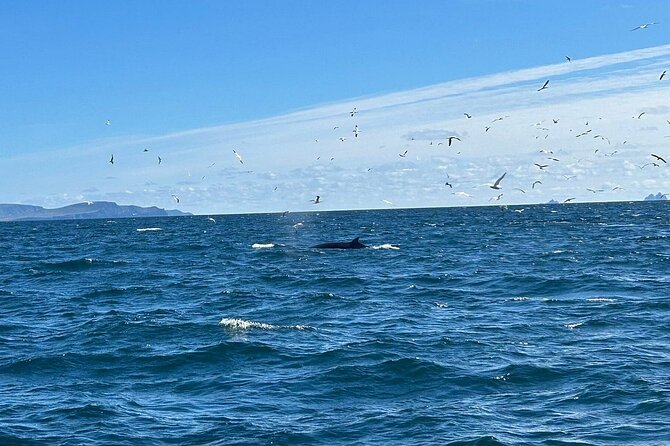 Dingle Boat Tours RIB Adventure Private - Why this Dingle RIB ride is different from a basic boat trip