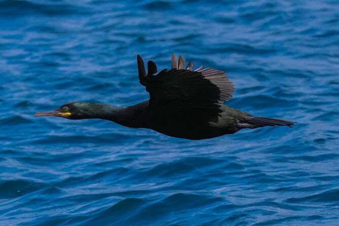 Dingle Boat Tours RIB Adventure Private - Wildlife spotting: what tends to happen and how to work it