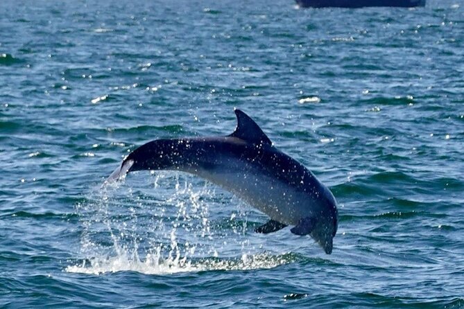 Dingle Boat Tours RIB Adventure Private - Charlie Haughey’s island and the red deer surprise