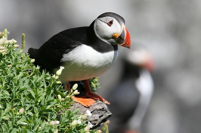 Dingle Boat Tours Wildlife RIB Adventure - What Wildlife You Can Expect (And Why Season Matters)