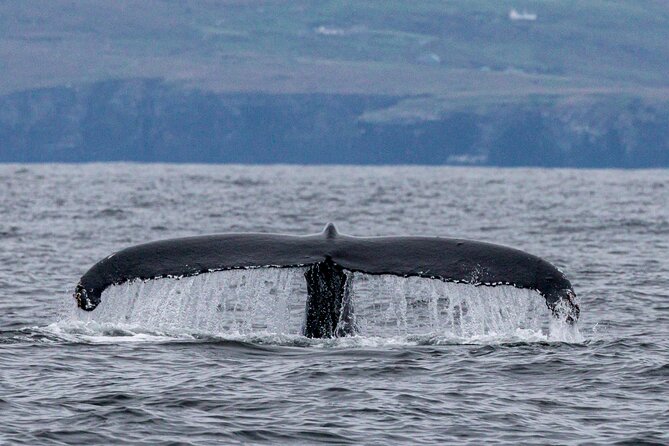Dingle Boat Tours Wildlife RIB Adventure - Small-Group Energy: How a Max of 12 Changes Your Ride