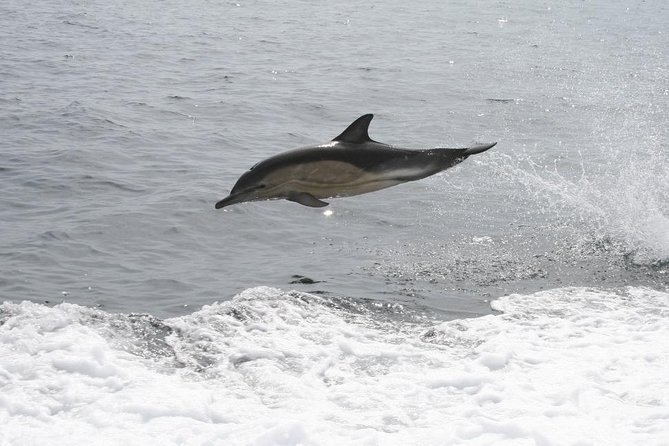 Dingle Boat Tours Wildlife RIB Adventure - When Weather Cancels the Plan, What You Can Do