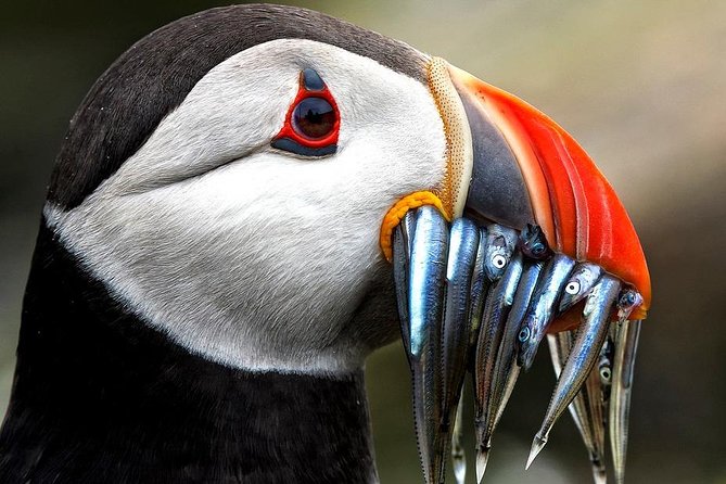Dingle Boat Tours Wildlife RIB Adventure - The 2.5-Hour Speedboat Ride: Coves, Sea Caves, and Real Sea Time
