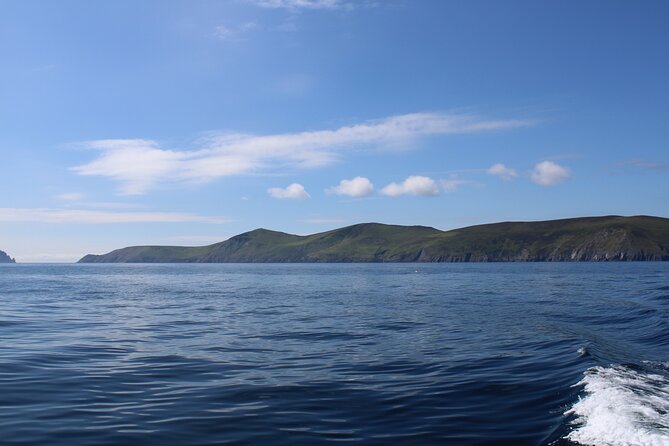Dingle Dolphin Blasket Adventures - Wildlife spotting done the practical way: dolphins, seals, puffins, and whales