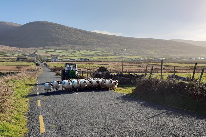 Dingle: Hour Slea Head Drive Tour 4hr - Personal Chauffeur Guide - Coumeenoole Beach and Dun Chaoin Pier: two ways to enjoy the same coastline