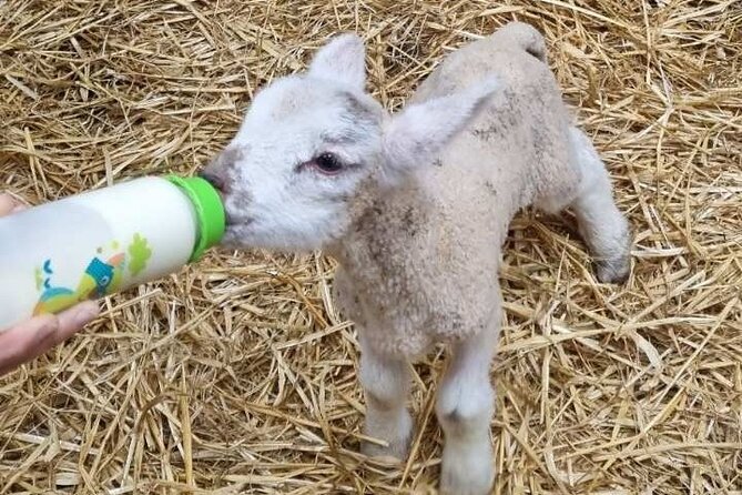 Dingle: Hour Slea Head Drive Tour 4hr - Personal Chauffeur Guide - Fahan BeeHive Huts: longer break, and the chance for a memorable animal moment