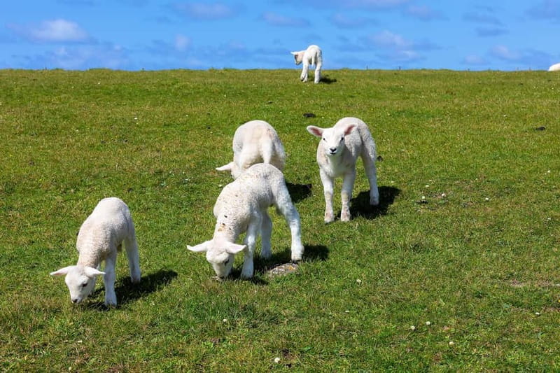 Dingle Peninsula & Slea Head Drive: Tour from Killarney - Key things that make this tour worth your time