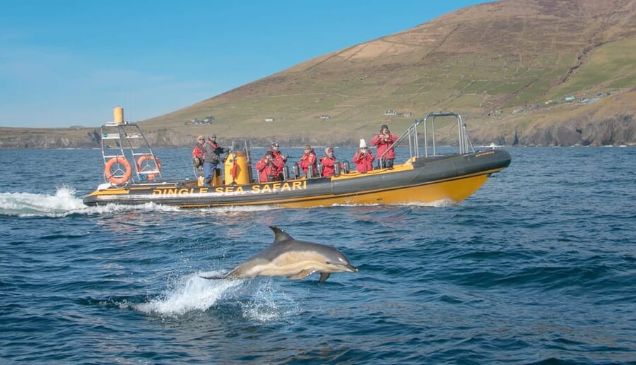 Dingle: Sea Safari by RIB Boat - From the office to the pier: how the day starts on Irish ocean time