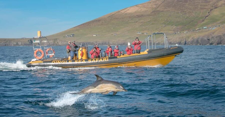 Dingle: Sea Safari by RIB Boat - Caves and captain tales: the storytelling part you should not skip