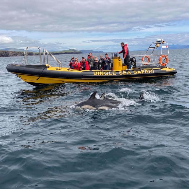 Dingle: Sea Safari by RIB Boat - Wildlife spotting without the fantasy: what to watch for