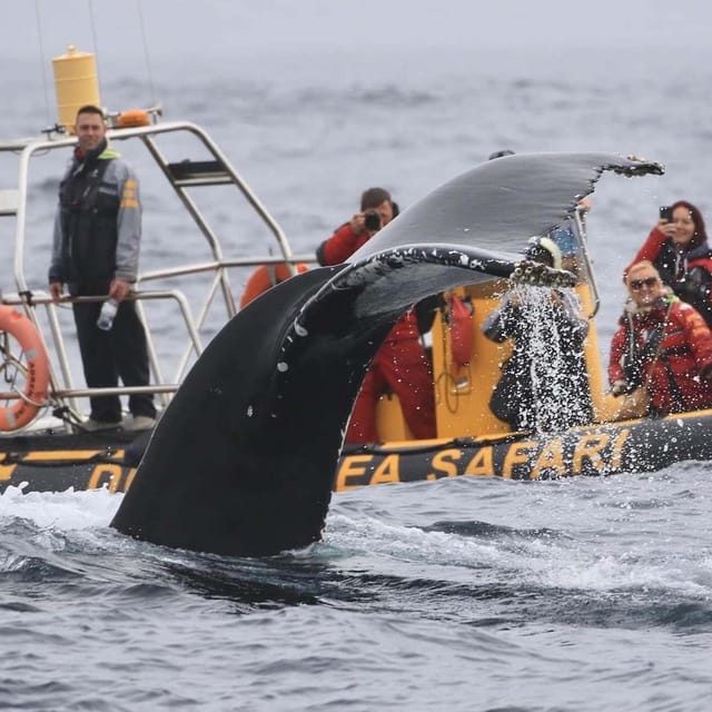 Dingle: Sea Safari by RIB Boat - Price and value: is $125 per person worth 2.5 hours on the water?