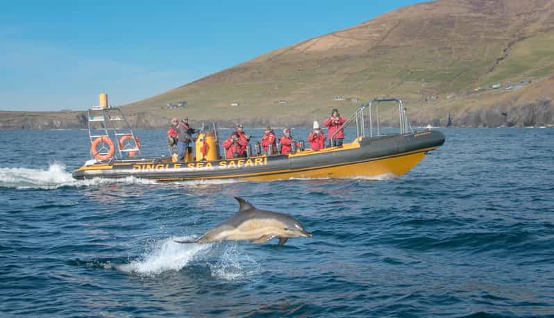 Dingle: Sea Safari by RIB Boat - Who this RIB sea safari fits best, and who should think twice